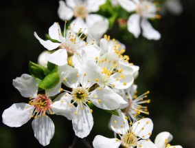 梅花生物：累计回购3570.84万股