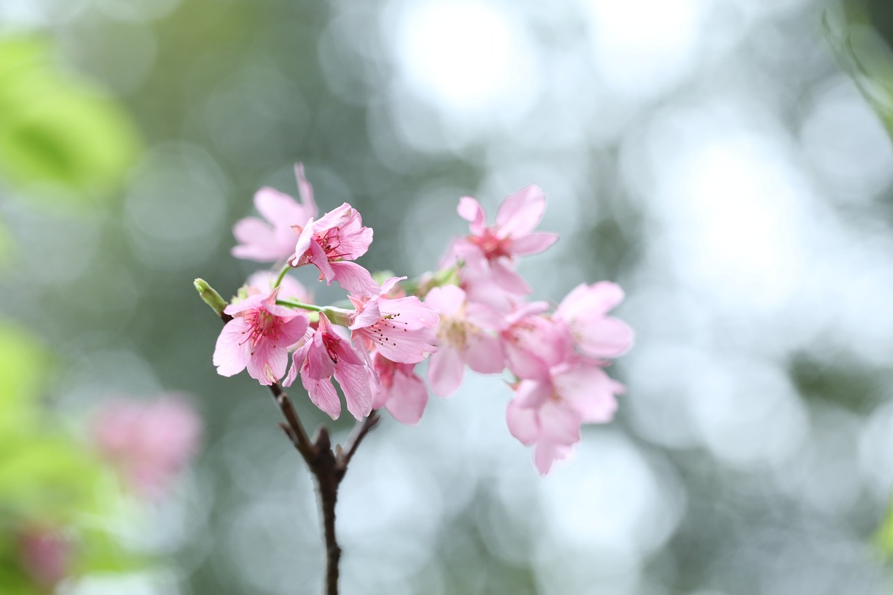 春韵绽放，生机盎然的季节颂歌