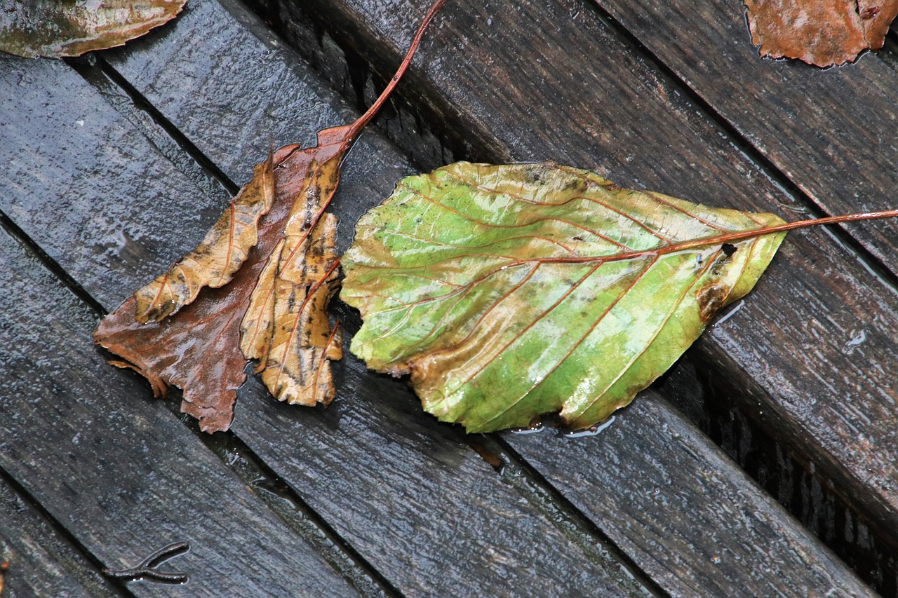 秋雨的诗韵，落叶的独白