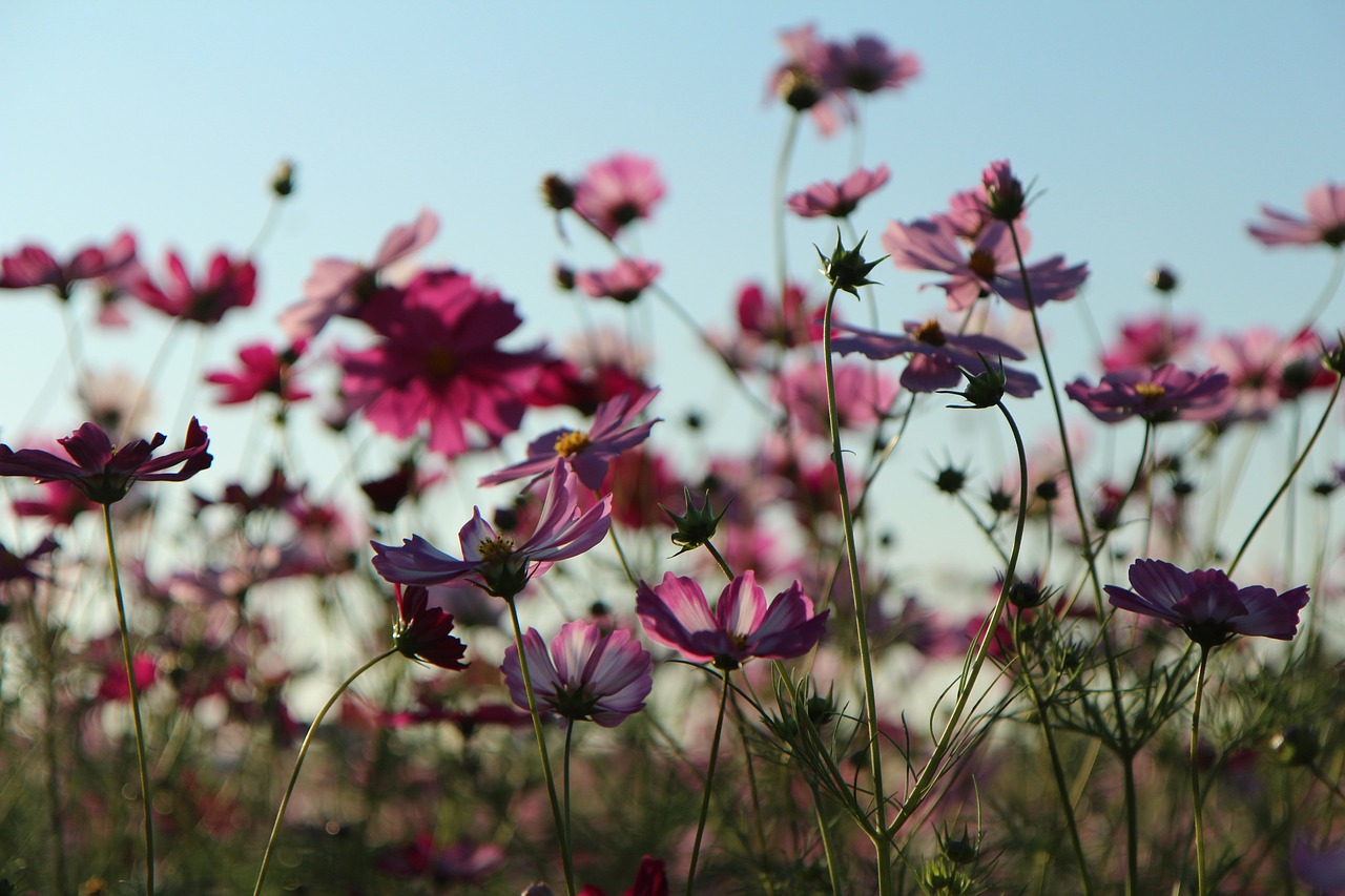 哭泣的桂花树，季节的挽歌与生命的坚韧