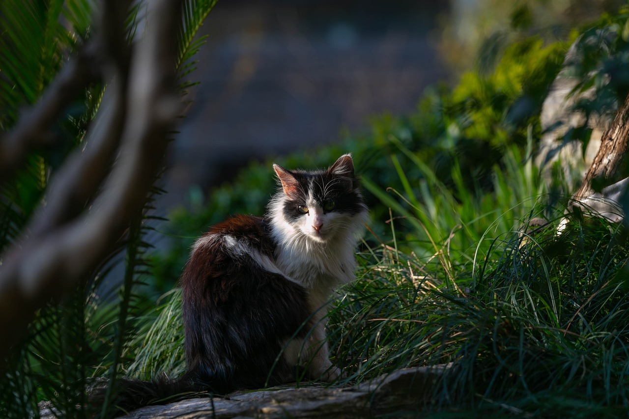 猫哭耗子假慈悲，揭示生活中的虚伪与真实