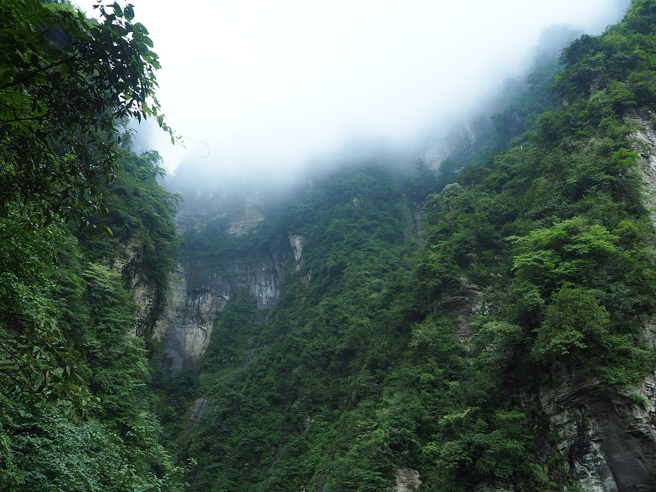 哀牢山发现世界最神秘的鸟