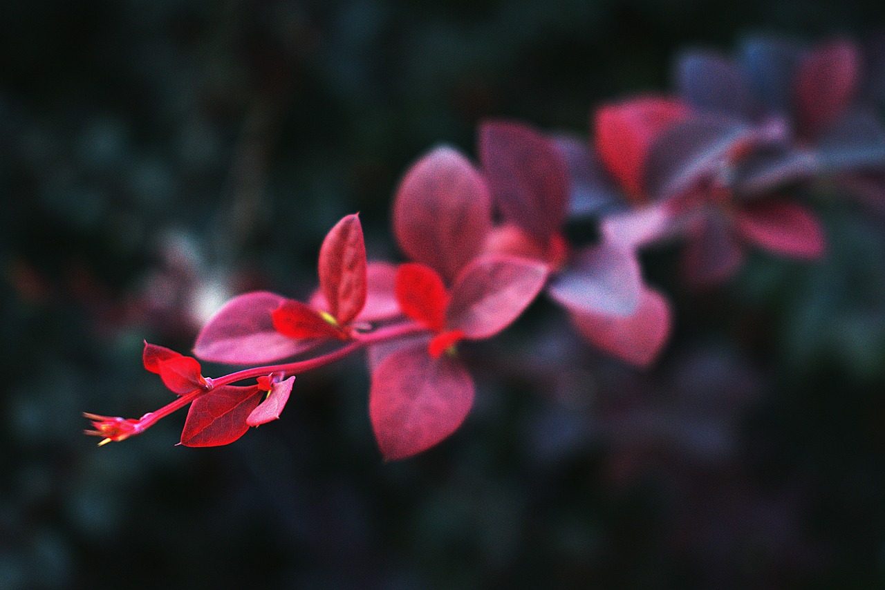 秋韵绵延，穿越季节的怀念——探寻秋天的诗意与深思