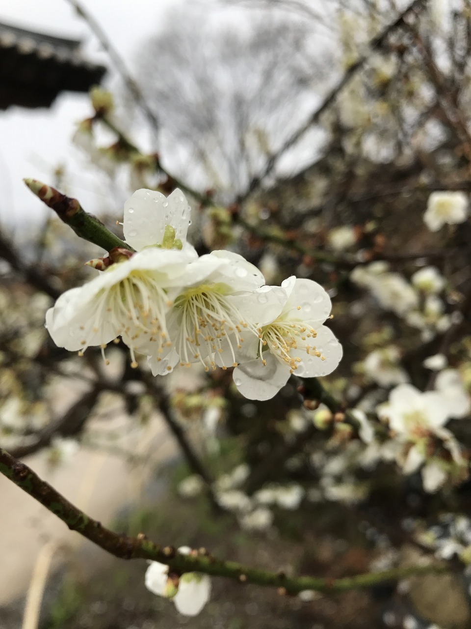 清明时节，春意盎然，探寻那些不为人知的踏青胜地