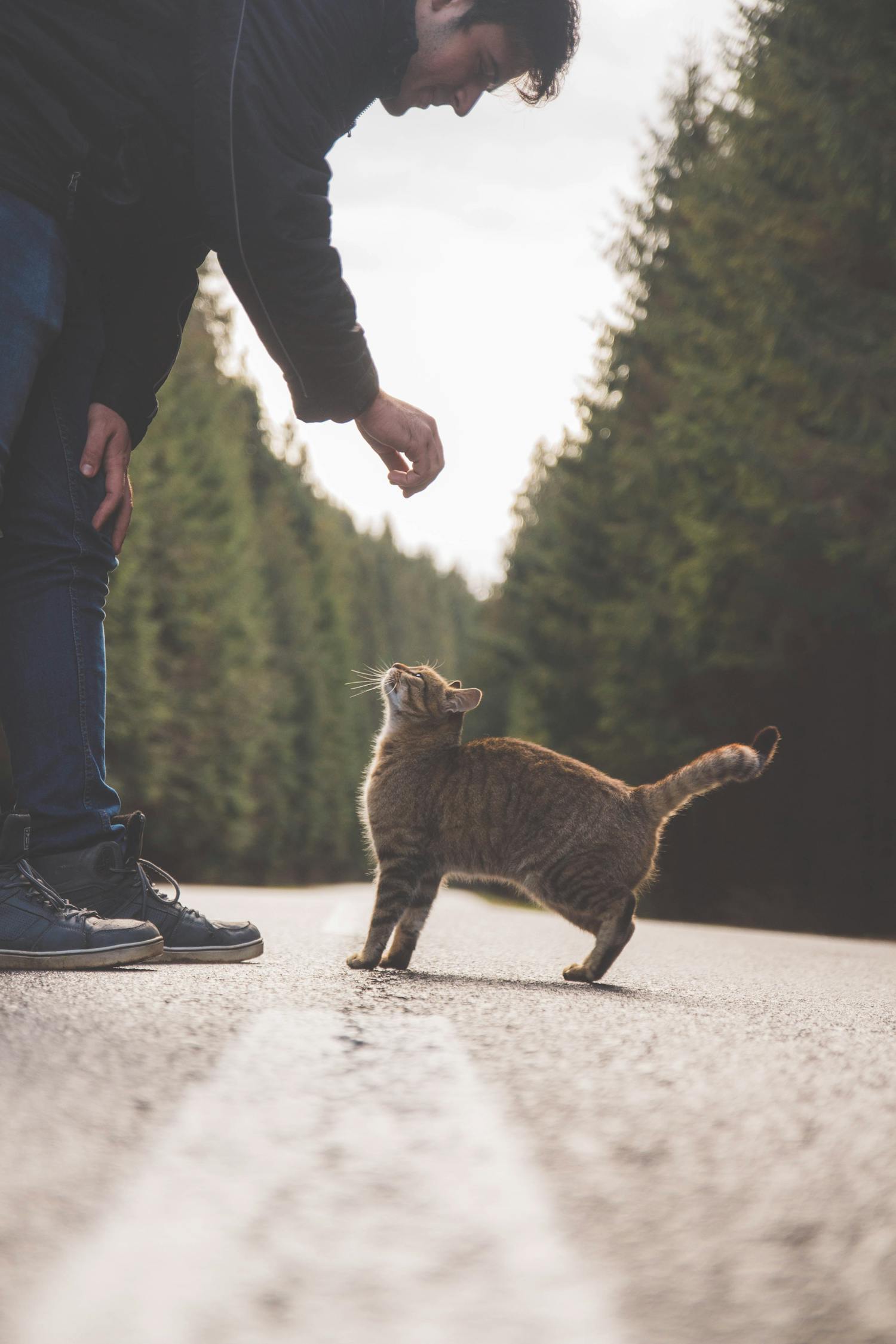 猫狗之间的默契，猜一猜，这可不是猫捉老鼠那么简单！