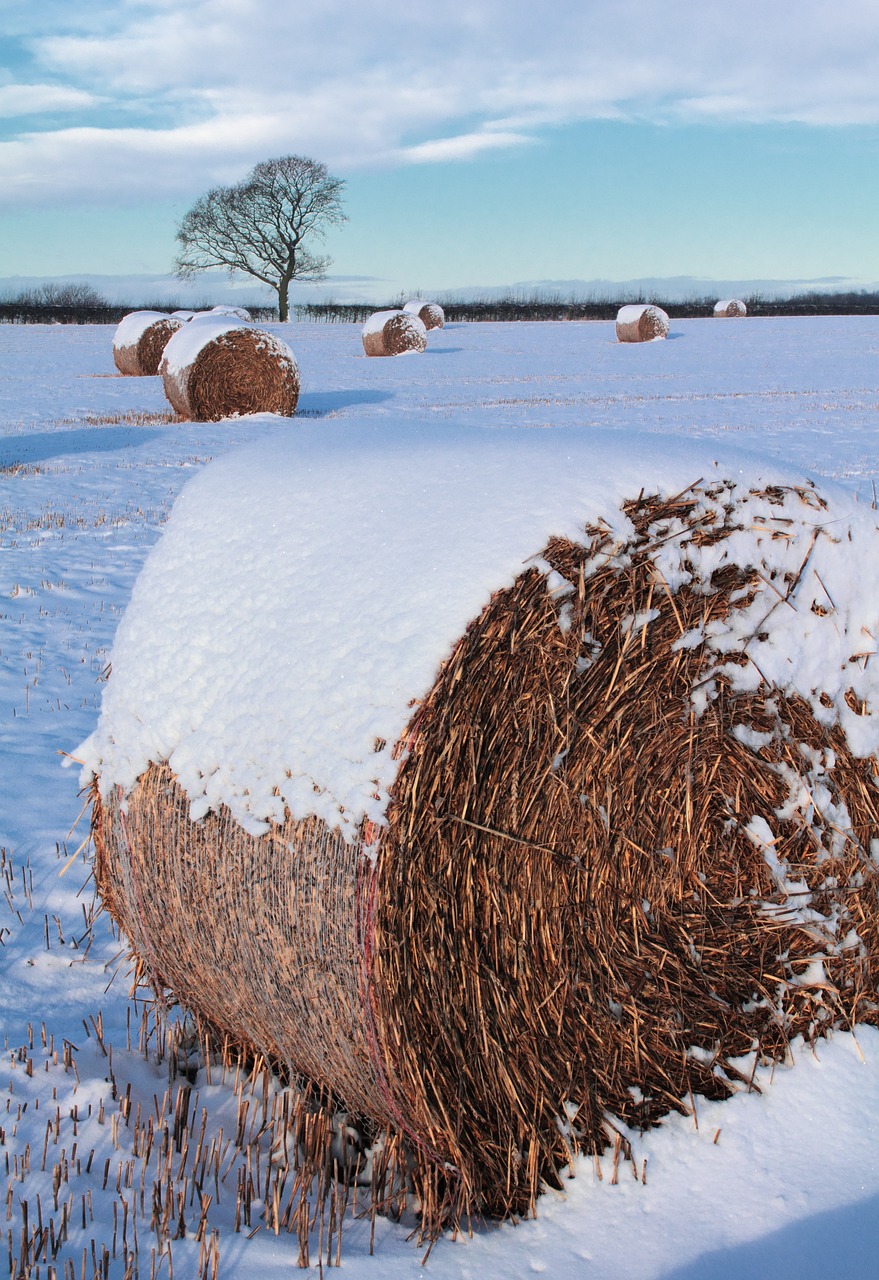 迎接冬日的首场银装素裹，2012年的第一场雪——记忆中的温暖与启示