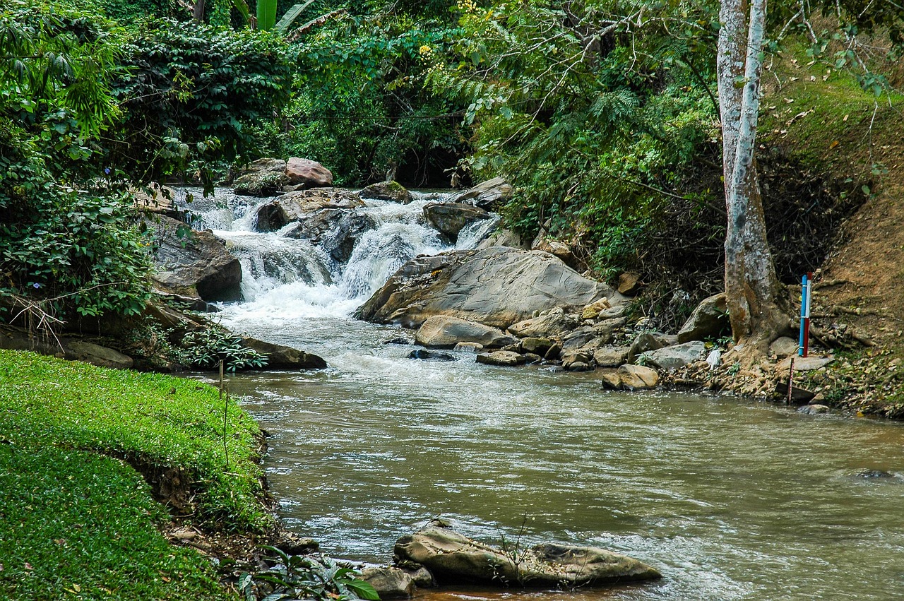 湖南桃源水域鱼群繁盛景象记